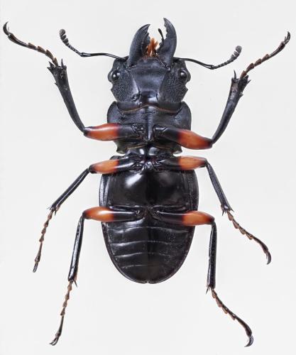 Réf. 333 239 : Odontolabis imperialis